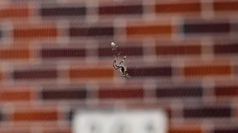 Massive Black Spider building a web against a brick backdrop Stock Footage 245474090