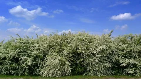 Massive blooming Stock Photos