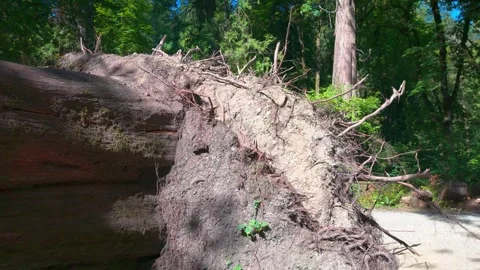 Massive Blowdown Tree with Exposed Root Ball Showing Climate Impact Stock Footage 346491772
