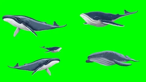 Massive blue whales swimming elegantly together inside deeper oceans 2d Stock Footage 334702809