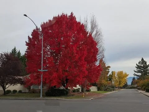 A massive bright fall tree dominates a suburban corner Stock Photos