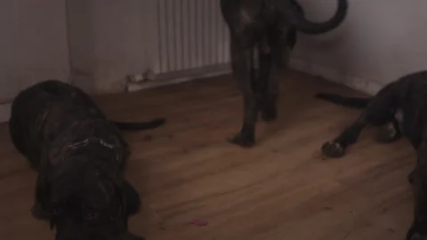 Massive brindle mastiff dogs playing in living room part four Stock Footage 344031478