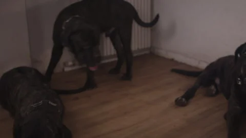 Massive brindle mastiff dogs playing in living room part three Stock Footage 344032264