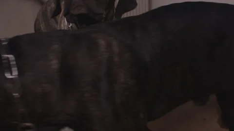 Massive brindle mastiff dogs playing in living room part two Stock Footage 344032410