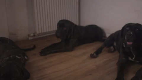 Massive brindle mastiff dogs playing in living room part five Stock Footage 344035733