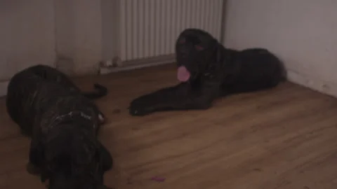 Massive brindle mastiff dogs playing in living room part six Stock Footage 344035921