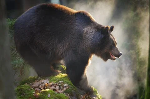 Massive brown bear standing on the rock Stock Photos