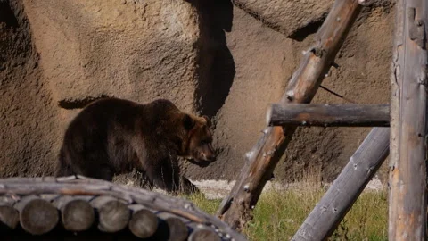Massive brown bear walking confidently through wooden zoo habitat, traversing Stock Footage 313593164