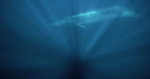 A massive brydes whale glides gracefully through deep blue ocean water as soft Stock Footage 344090952