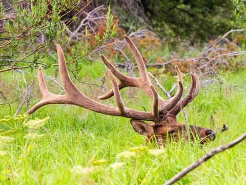 Massive bull elk bedded down in the grass in the Rocky Mountains of Colorado. Stock Photos
