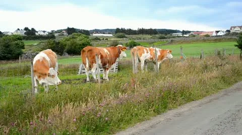 Massive bulls Stock Footage 18152933