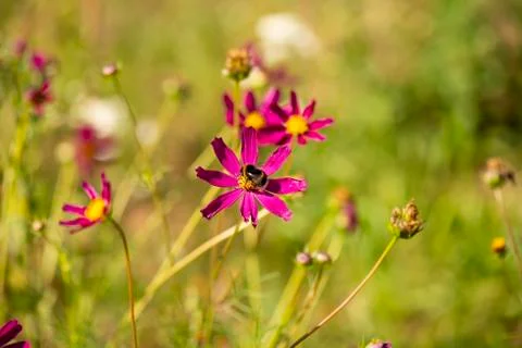 Massive bumblebee on flower Stock Photos