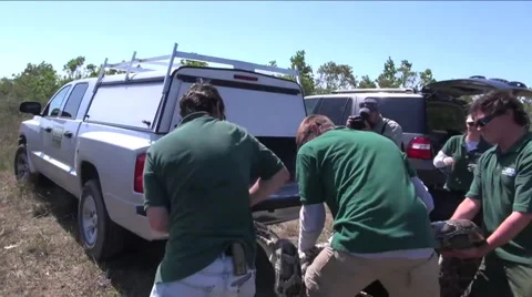 A massive Burmese python is moved by a USGS team. 스톡 동영상 67448823