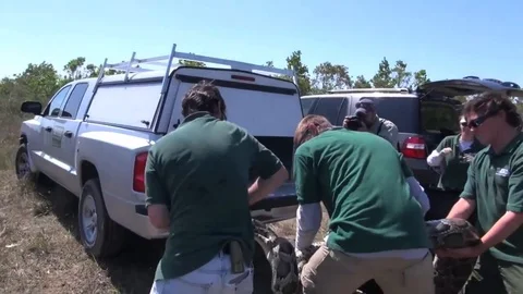 A massive Burmese python is moved by a USGS team. Video stock 123373297