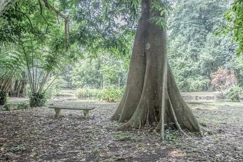 Massive Buttress Tree Trunk as Landscape Focal Point Stock Photos