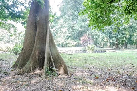 Massive Buttress Tree Trunk in a Tropical Park Stock Photos