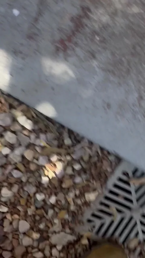 Massive Carpet Python Bites Snake Catcher, the gap, queensland, australia - 19 J 库存影片 230730891