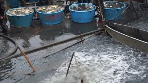 Massive catch of fish for import Stock Footage 257054899