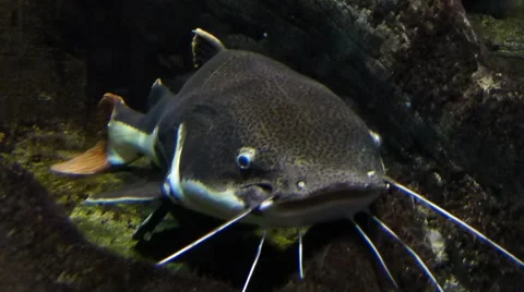 Massive catfish Stock Footage 51662322