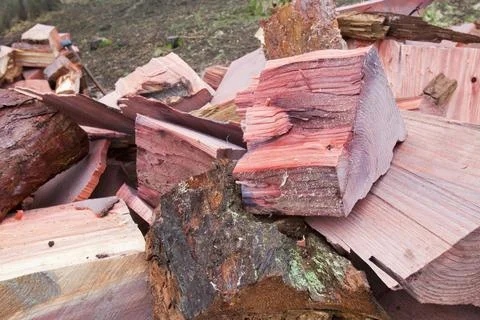 A massive Cedar tree that was infected with honey Fungus is chopped down in a Stock Photos