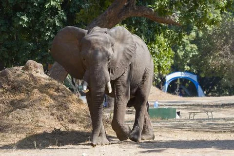 Massive confident elephant strolling through Nyamepi campsite in Mana Pools Stock Photos