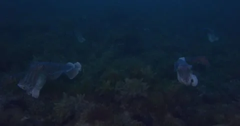 Massive Congregation Of Giant Cuttlefish Stock Footage 317416922
