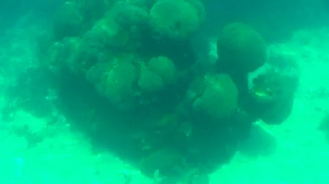 Massive coral Stock Footage 331964