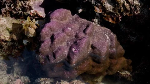 Massive Coral Formation in a Shallow Tide Pool Stock Footage 341909455