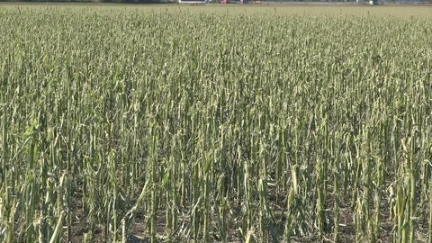 Massive corn and crop destruction on farm after hail rain wind and thunder storm Stock Footage