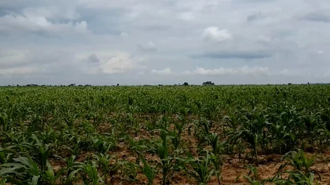 A Massive Corn Field  co Stock Footage 116624769