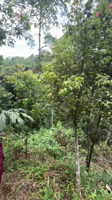 Massive Corpse Flower in Sumatra, Indonesia, Sumatra, Indonesia - 19 Jun 2026 Stock-Footage 344473172
