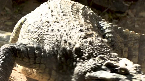Massive Crocodile walking to the waters Stock Footage 172443338