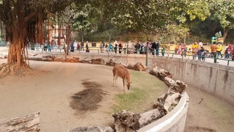 Massive crowd of people watching llama inside Lahore zoo Stock Footage 166991808