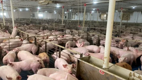 Massive crowded factory farm where pigs are fattened for pork industry, Stock Footage 122493555