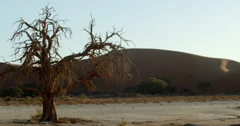 Massive dune in the background of a dead tree in Namib desert, 4k Stock Footage 132478915