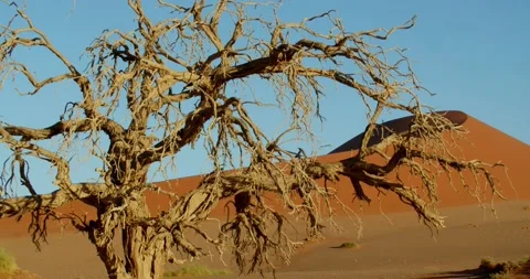 Massive dune in the background of an old dry tree, Namib desert, 4k Stock Footage 132246957