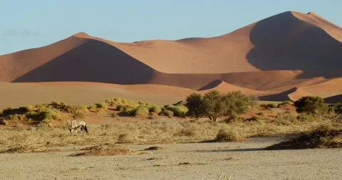 Massive dunes in the background of an oryx eating grass, Namib desert, 4k Stock Footage 132479102