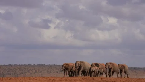 Massive Elephant Congregation Trekking Through Harsh Dry Terrain Stock Footage 336474577