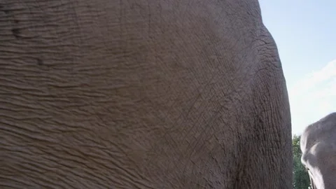 Massive Elephant looks right at us walking by  Stock Footage 290955828