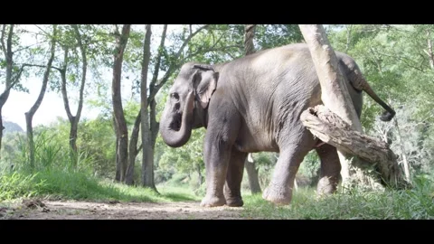 Massive Elephant scratching himself in Jungle amongst trees Stock Footage 290955754