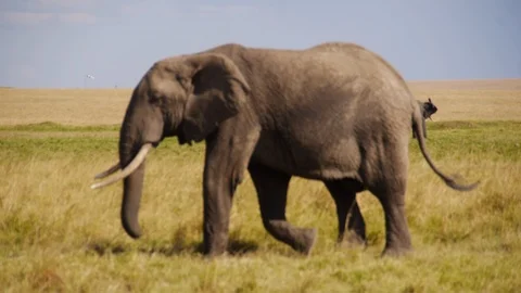 Massive elephant walking graciously away from family problems in Kenya Stock Footage 106792593