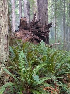 Massive exposed root system of fallen redwood tree surrounded by towering trunks Stock Photos