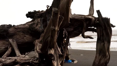 Massive Fallen Tree Along the Seashore After Severe Weather Stock Footage 343555178