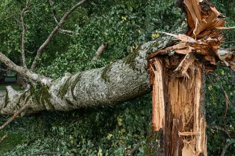Massive Fallen Tree Trunk and Broken Base After Storm Damage Stock Photos
