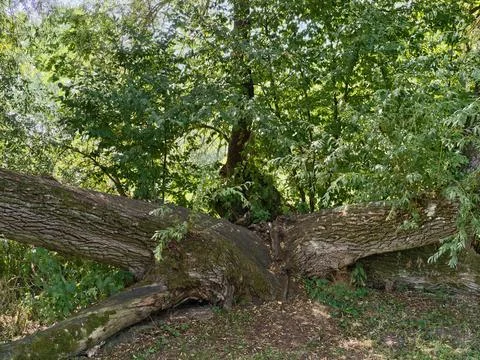 Massive fallen tree trunk spans across forest floor beneath dense emerald c.. Stock Photos