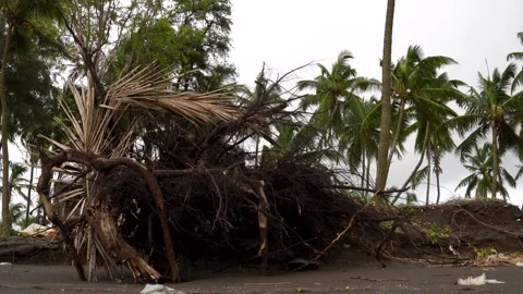 Massive Fallen Tree Washed Ashore by the Sea After Severe Weather Stock Footage 343554254