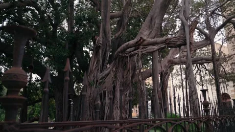 Massive Ficus Tree With Sprawling Roots Towers Over Palermo's Piazza Marina Stock Footage 341465912