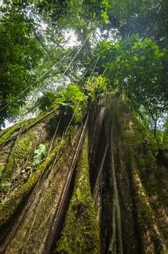 Massive Ficus Tree Trunk and Exposed Roots in Ecuadorian Jungle Stock Photos
