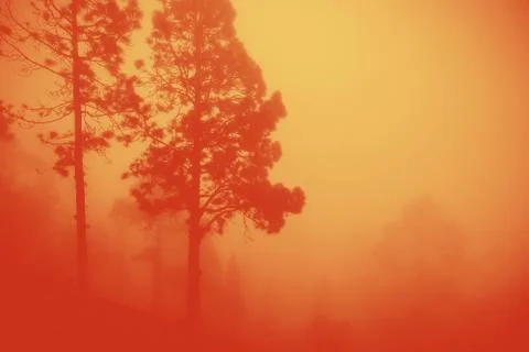 Massive fire in a forest caused by climate change Stock Photos