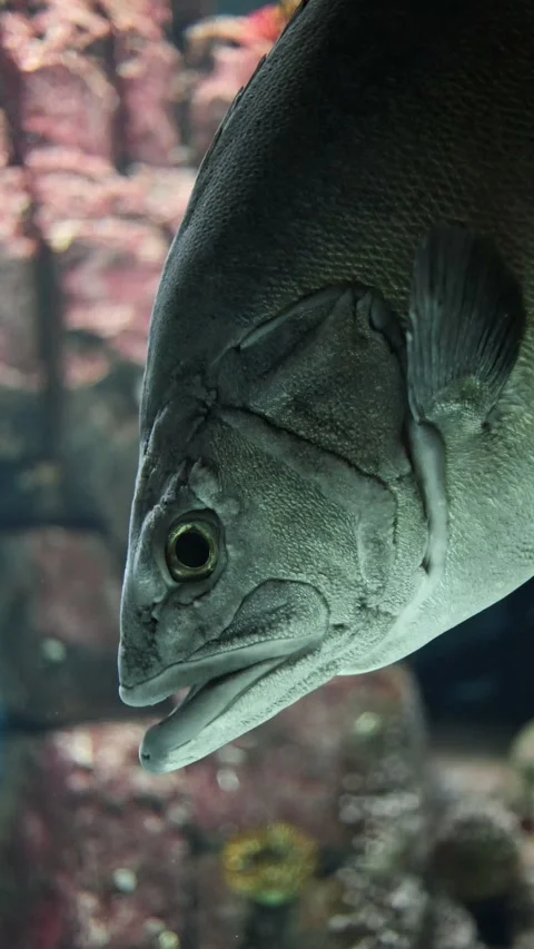 Massive Fish Close-Up – 4K Underwater Detail of Giant Aquatic Species Stockbeeldmateriaal 313225552